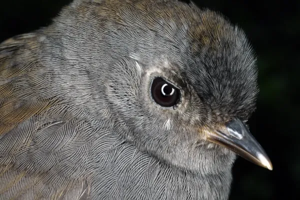 File:Scytalopus griseicollis morenoi (25529188474).jpg