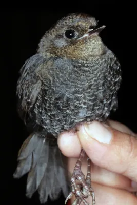 File:Scytalopus griseicollis morenoi (26041459182).jpg