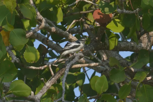 File:Kapasan sulawesi Lalage leucopygialis.jpg