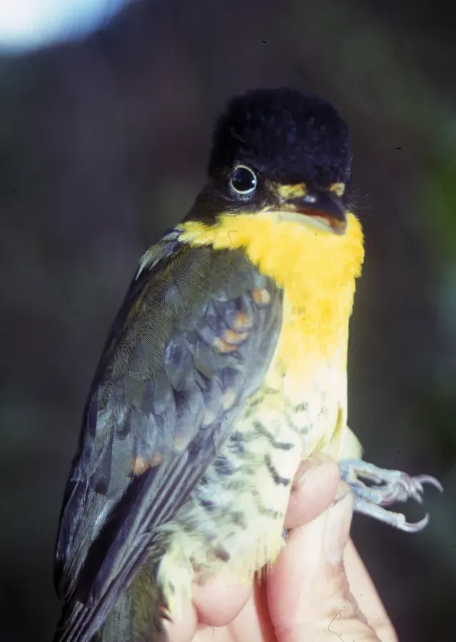 File:Laniisoma buckleyi.jpg