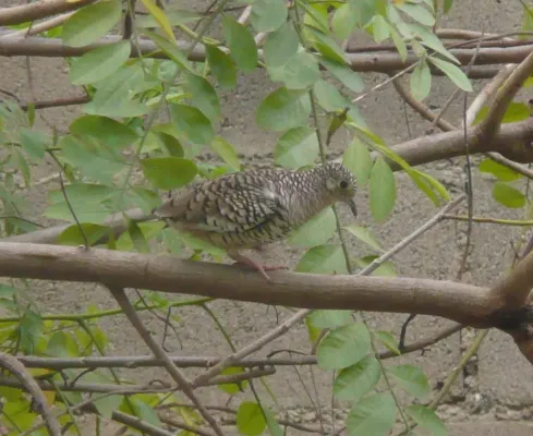 File:Columbina squammata ridgwayi.jpg
