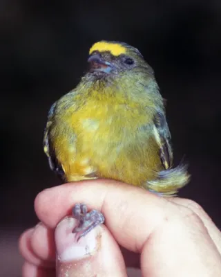 File:Euphonia mesochrysa.jpg