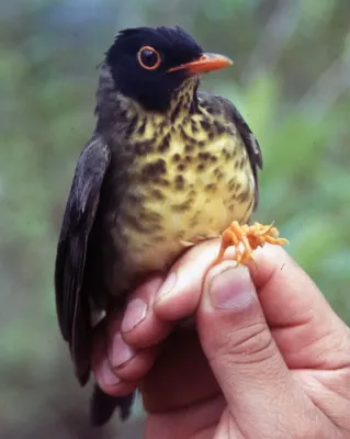 File:Catharus maculatus.jpg
