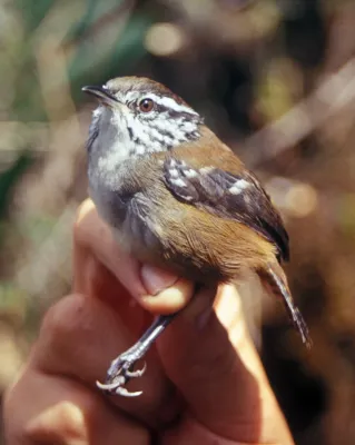 File:Henicorhina leucoptera.jpg