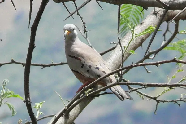 File:Columbina cruziana.JPG