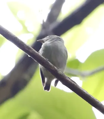 File:Tyranneutes stolzmanni - Dwarf tyrant-manakin.JPG