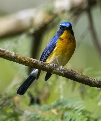 File:Hill Blue Flycatcher (Cyornis whitei) - Chiang Mai, Thailand S4E8848 (19328659601).jpg