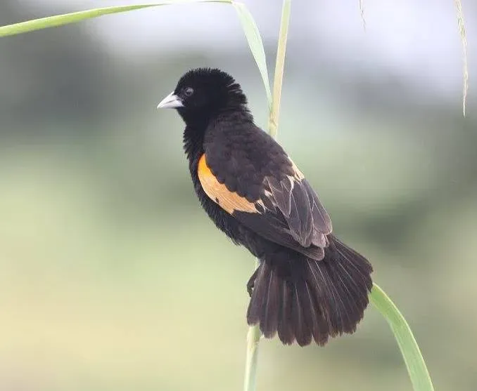 File:Euplectes axillaris, Linunga, Birding Weto, a.jpg