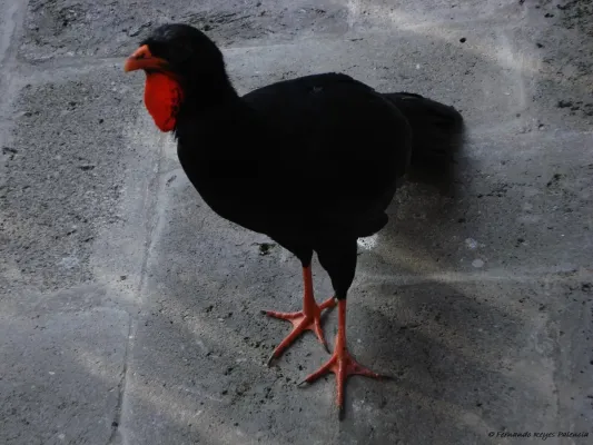 File:Penelopina nigra -Guatemala-4.jpg