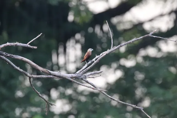 File:White-headed munia (Lonchura maja) in South Jakarta, Indonesia.JPG