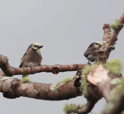File:Stactolaema anchietae, Cuanavale-rivier, Birding Weto, a.jpg