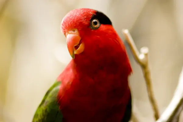 File:Charmosyna papou -Fort Worth Zoo-8.jpg