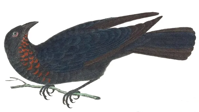 File:Compsothraupis loricata.jpg