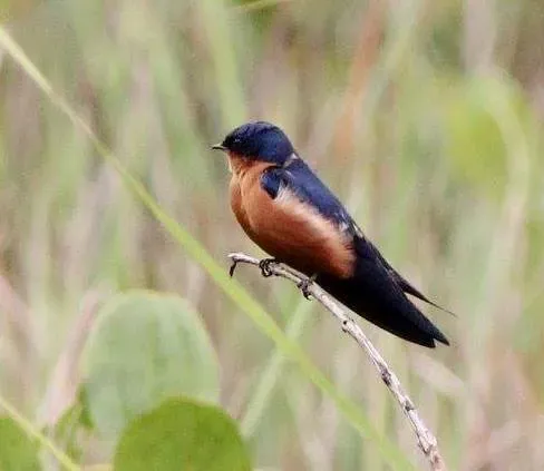 File:Hirundo nigrorufa, Munhango, Birding Weto, a.jpg