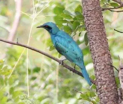 File:Lamprotornis acuticaudus, Cuanavale-rivier, Birding Weto, a.jpg