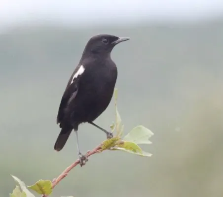 File:Myrmecocichla nigra, Linunga, Birding Weto, a.jpg
