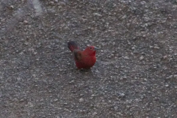 File:Rock Firefinch (Lagonosticta sanguinodorsalis).jpg