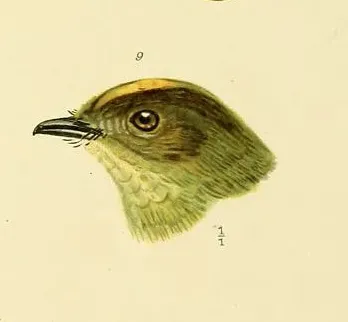 File:Genera avium plate 1905 Neopelma aurifrons.JPG