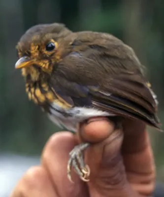 File:Grallaricula flavirostris.jpg