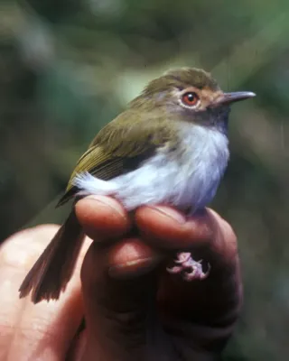 File:Hemitriccus granadensis 2.jpg