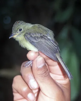 File:Myiophobus phoenicomitra.jpg