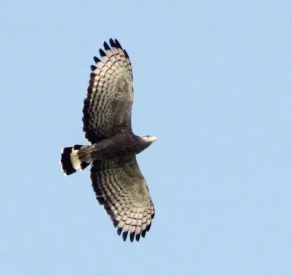File:Circaetus cinerascens, Savate, Birding Weto, a.jpg