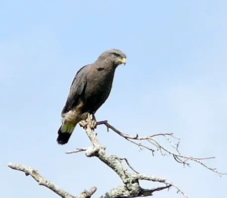 File:Western Banded Snake Eagle (Circaetus cinerascens) in Ziwa Rhino Sanctuary, crop.jpg