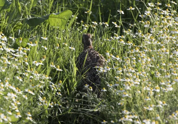 File:Francolinus francolinus - Black francolin.jpg
