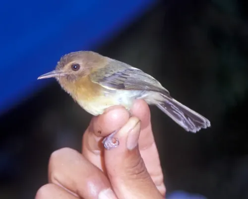 File:Hemitriccus cinnamomeipectus 2.jpg