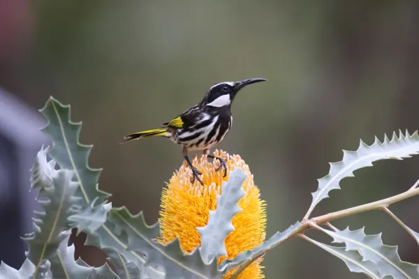 File:A lovely White-cheeked Honeyeater (Phylidonyris niger) in Kings Park, Perth WA.jpg