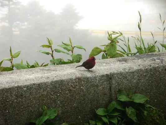 File:Carpodacus vinaceus.jpg