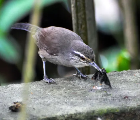 File:Canebrake Wren (Cantorchilus zeledoni) La Selva, Costa Rica.jpg