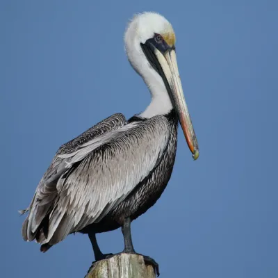 File:Pelecanus occidentalis Caye Caulker 03.JPG