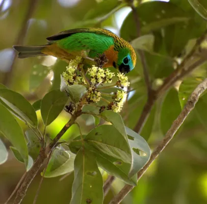 File:SAIRA-LAGARTA ( Tangara desmaresti).jpg