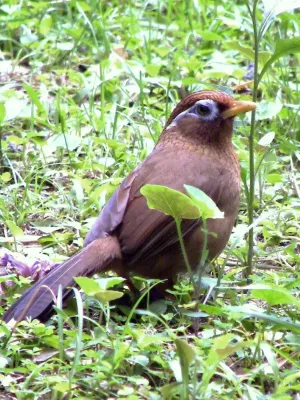 File:Garrulax canorus - Watching Back.jpg