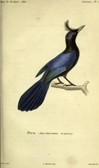 File:Cyanocorax sanblasianus.JPG