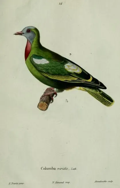 File:Ptilinopus viridis.JPG