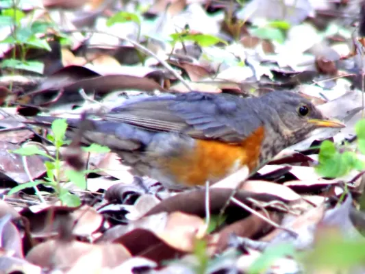File:Turdus hortulorum.jpg