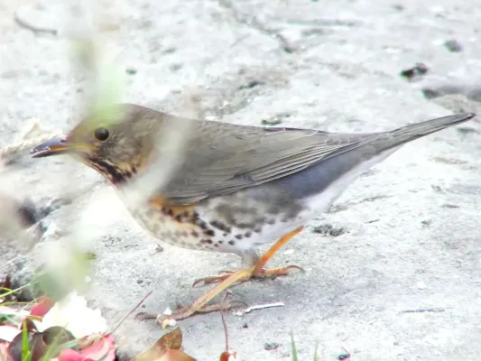 File:Turdus cardis.jpg