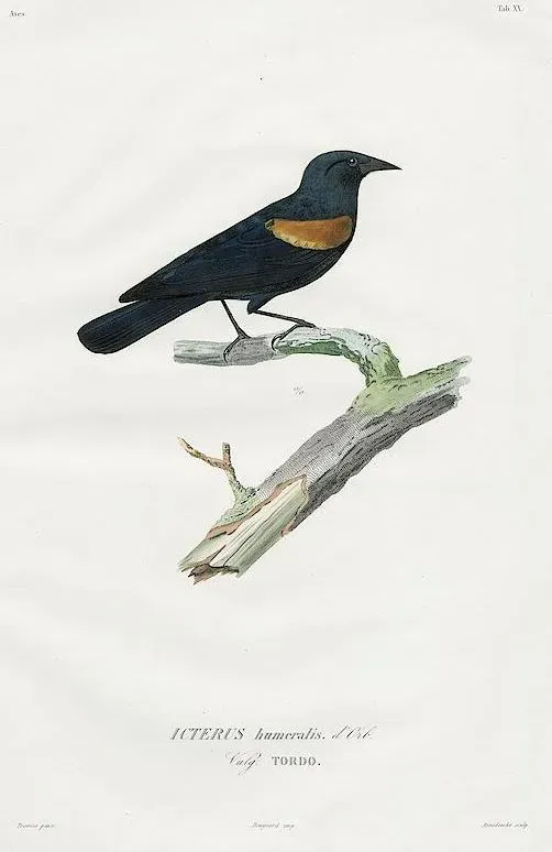 File:Agelaius humeralis Travies.JPG