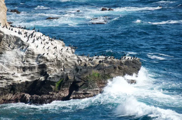 File:Phalacrocorax capillatus, Jogashima Island, Japan 1.jpg