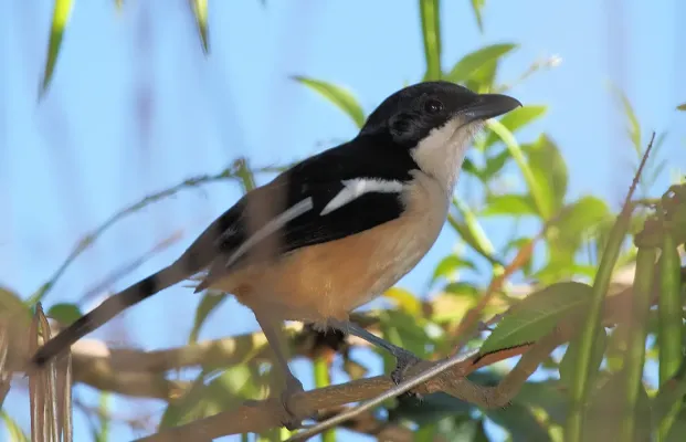 File:Laniarius ferrugineus.jpg