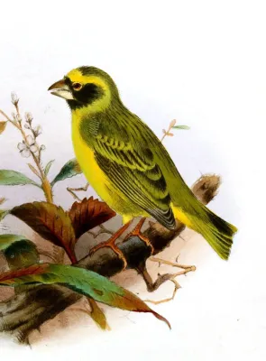 File:Black-faced Canary (Crithagra capistrata) by Henrik Grönvold.jpg