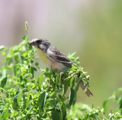 File:Lemon-breasted canary, Crithagra citrinipectus, near Pafuri in Kruger National Park, South Africa.jpg