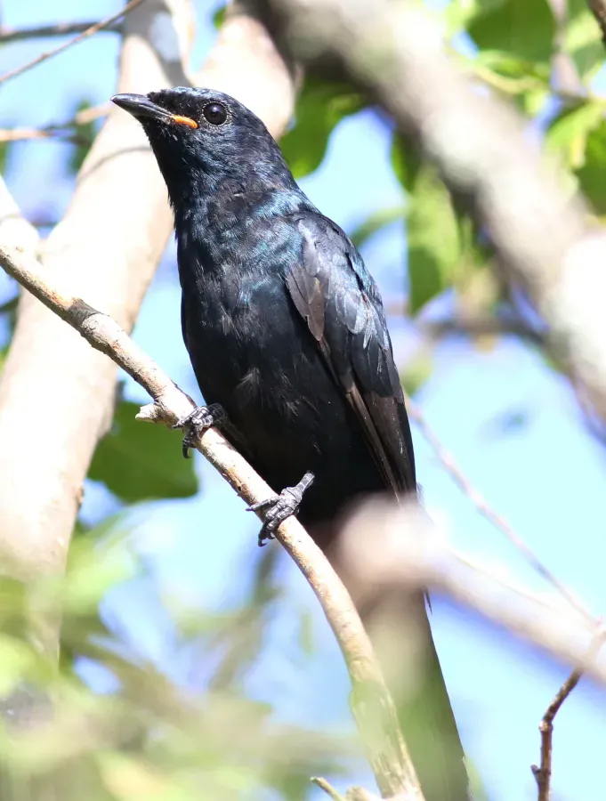 File:Black cuckooshrike, Campephaga flava, at Manavhela Ben Lavin Nature Reserve, Machado, Limpopo, South africa (26021786770).jpg