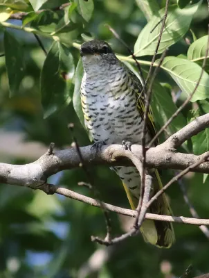 File:Black cuckooshrike, Campephaga flava, at Manavhela Ben Lavin Nature Reserve, Machado, Limpopo, South africa (26294657195).jpg