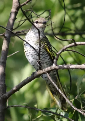 File:Black cuckooshrike, Campephaga flava, at Manavhela Ben Lavin Nature Reserve, Machado, Limpopo, South africa (26268702756).jpg