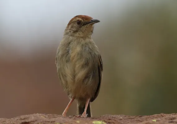 File:Lazy cisticola, Cisticola aberrans on the Kransberg at Marakele National Park, Limpopo, South Africa (24067970931).jpg