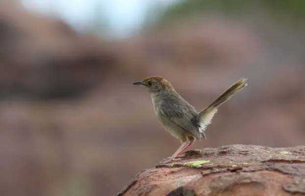 File:Lazy cisticola, Cisticola aberrans on the Kransberg at Marakele National Park, Limpopo, South Africa (24042518362).jpg