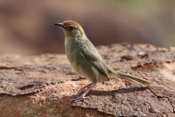 File:Lazy cisticola, Cisticola aberrans on the Kransberg at Marakele National Park, Limpopo, South Africa (23522378284).jpg
